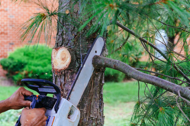 Best Fruit Tree Pruning  in Lookout Mountain, GA